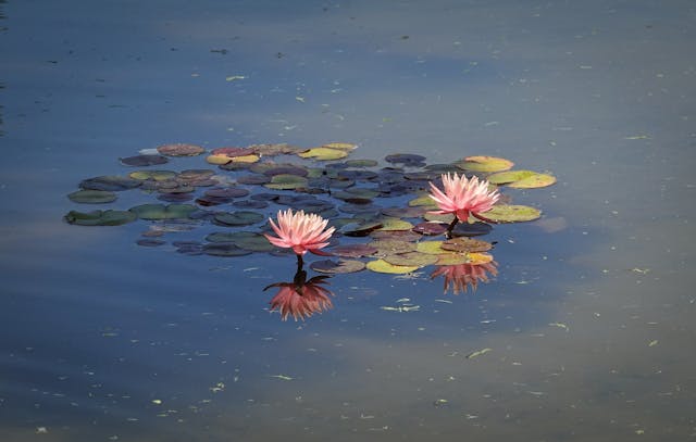 Lotus flowers 01