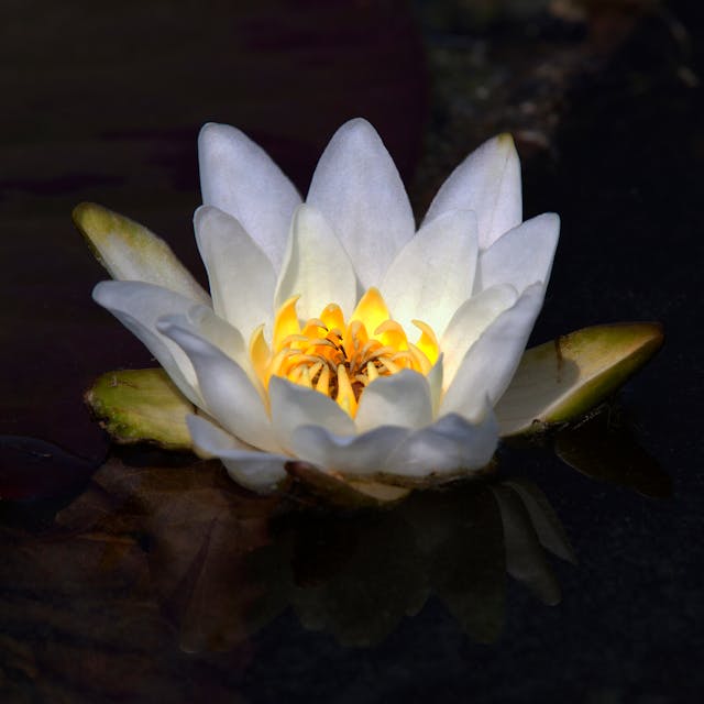 Lotus flowers 02
