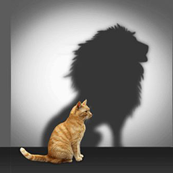 cat lion shadow