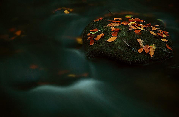 river and leaves