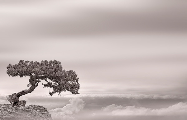 just one tree