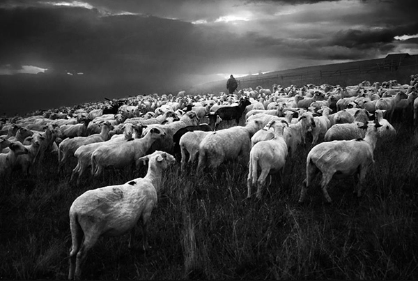 Shepherd