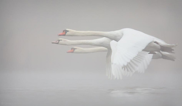 Three swans