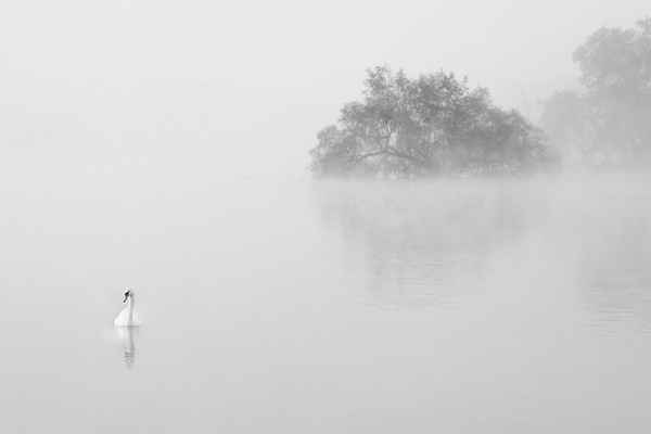 Zwaan