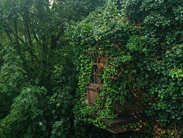 Mountain hut and ivy